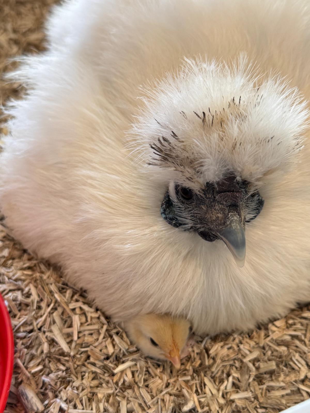 villa-vonk (31).jpeg