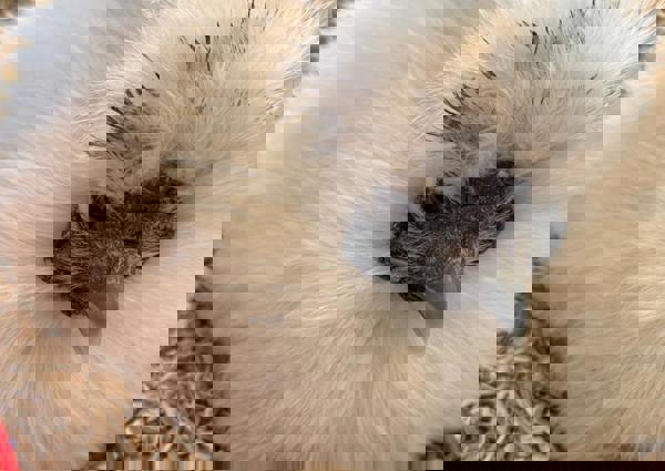 villa-vonk (31).jpeg