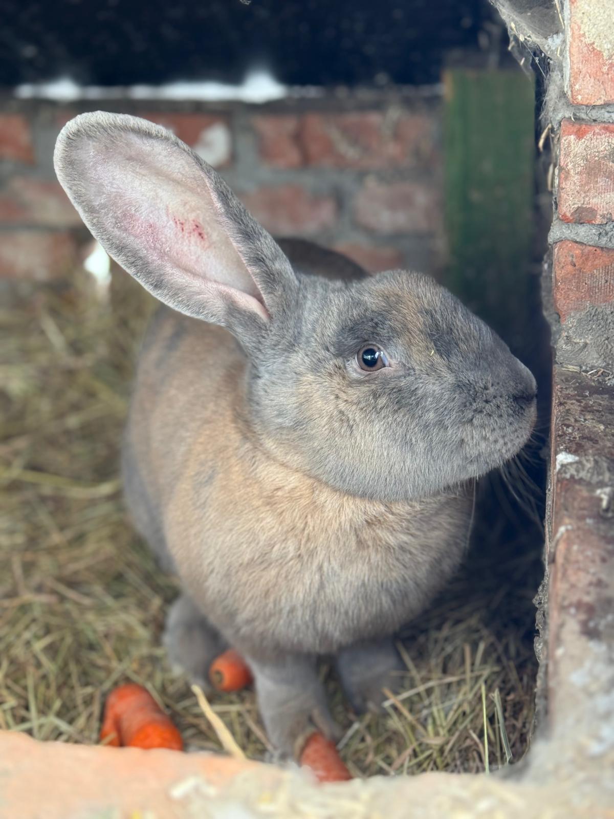 villa-vonk (30).jpeg