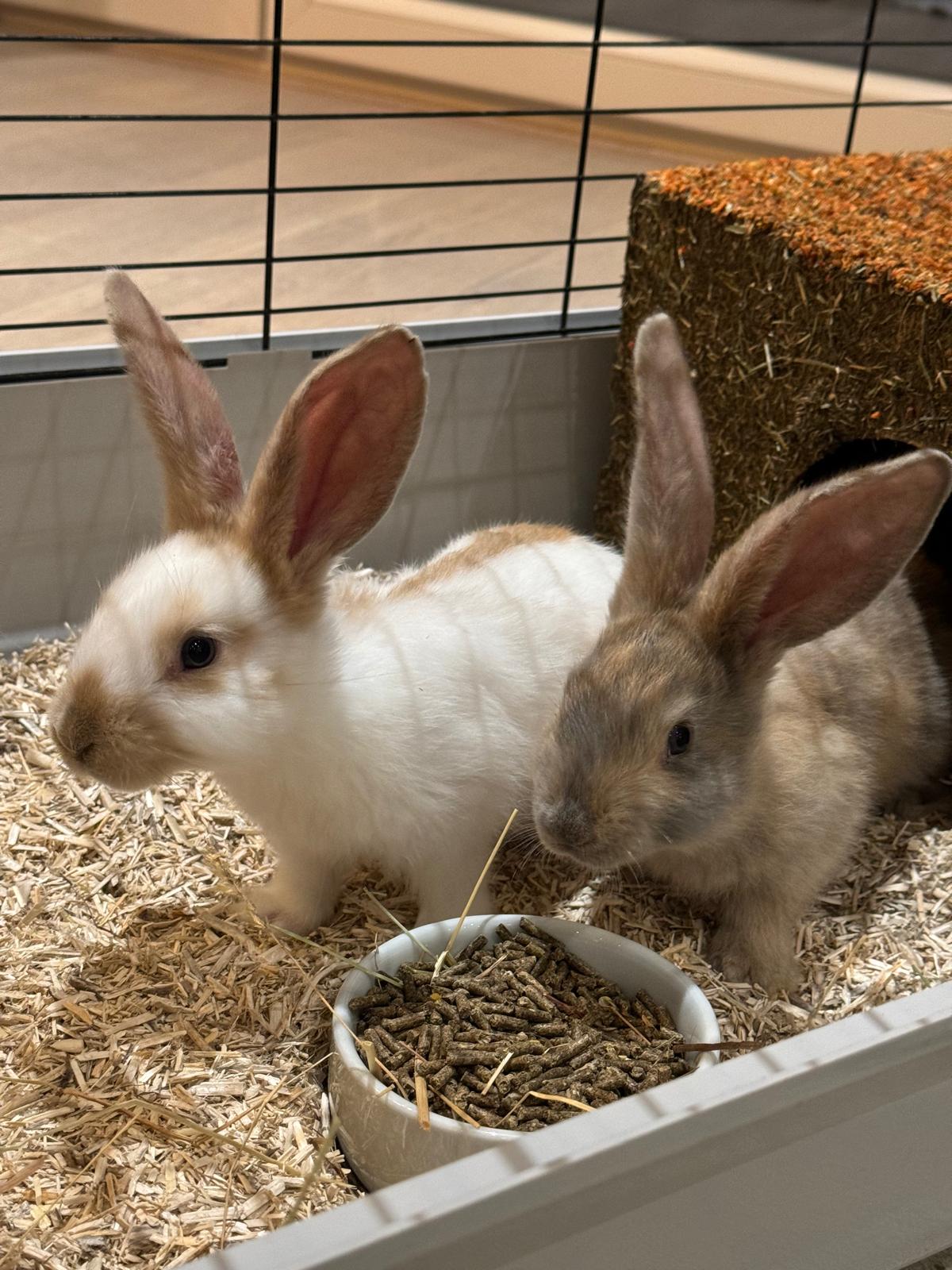 villa-vonk (26).jpeg