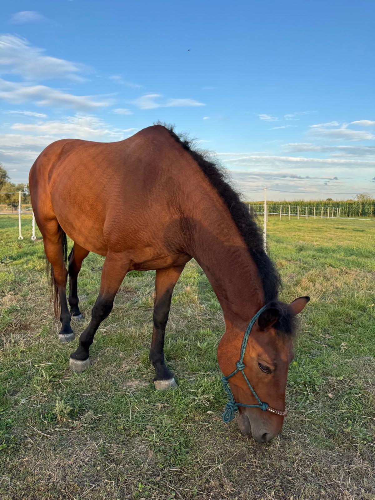 villa-vonk (23).jpeg