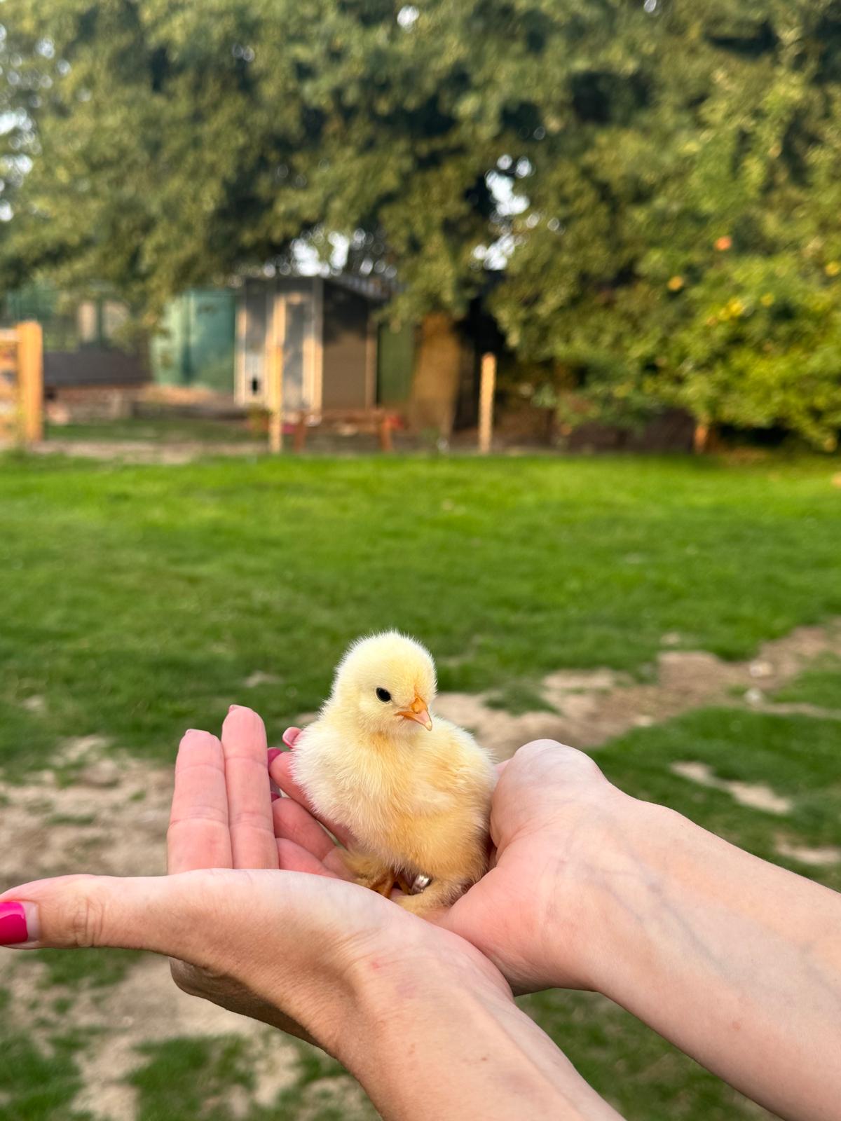 villa-vonk (25).jpeg