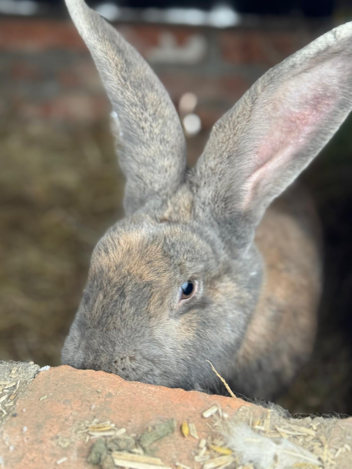 villa-vonk (29).jpeg