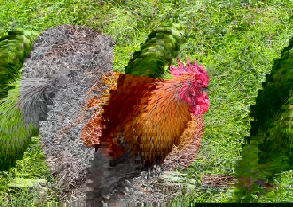 villa-vonk (32).jpeg