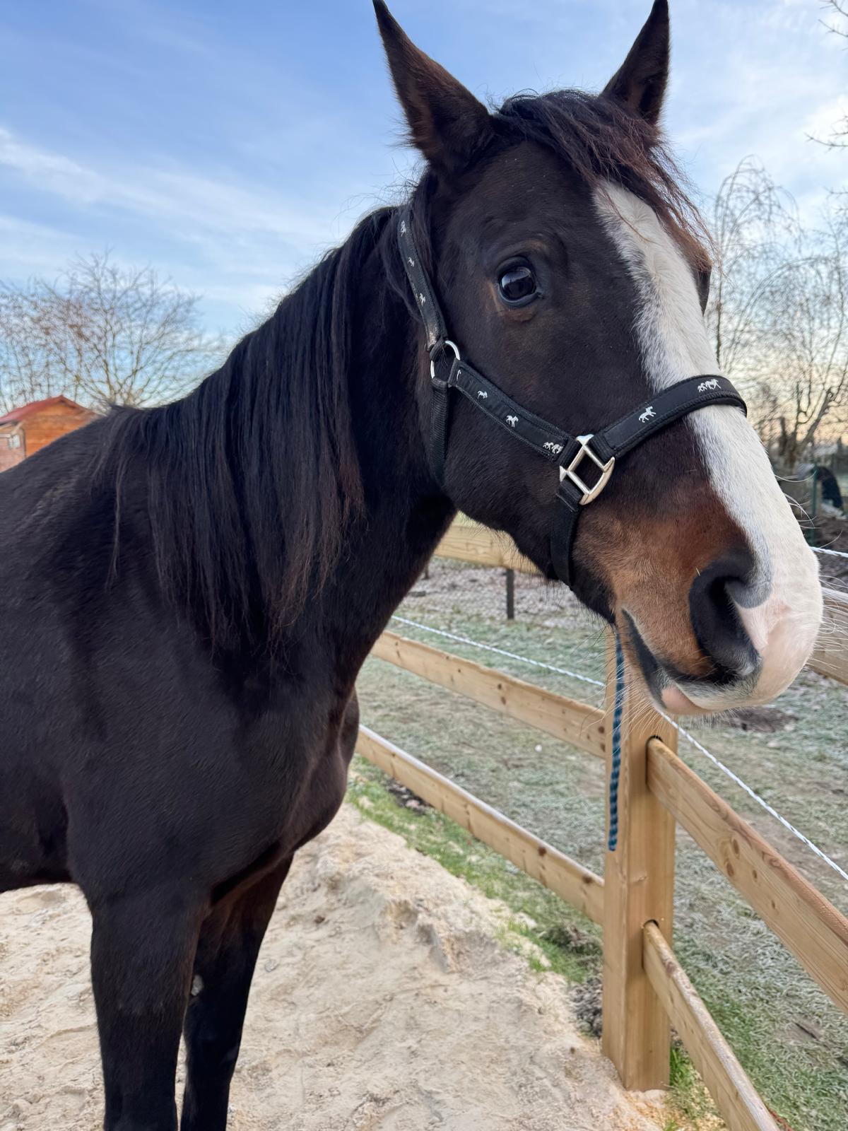 villa-vonk (19).jpeg