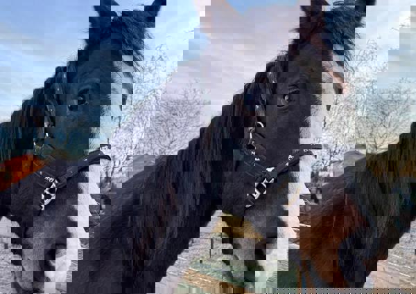 villa-vonk (19).jpeg