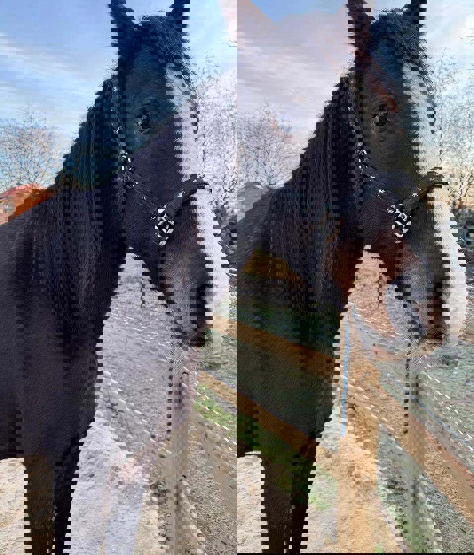 villa-vonk (19).jpeg